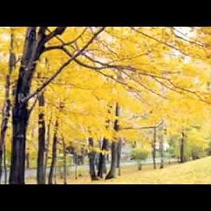 Đà Lạt lập đông - Quang Dũng - YouTube