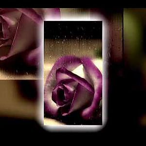 Tinh lo - le quyen - YouTube